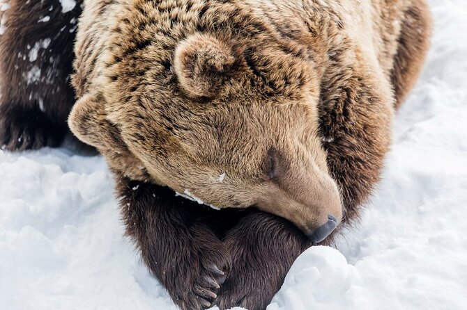 Ranua Zoo Family Tour from Rovaniemi - Pickup at 9:30 and how the bus ride helps (not hurts)