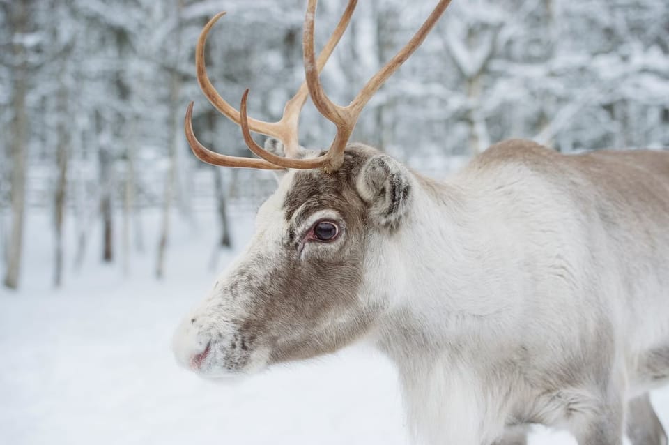 Reindeer Farm Visit with Sleigh Ride - Meeting Point and Getting There: City Center Start, No Hotel Pickup
