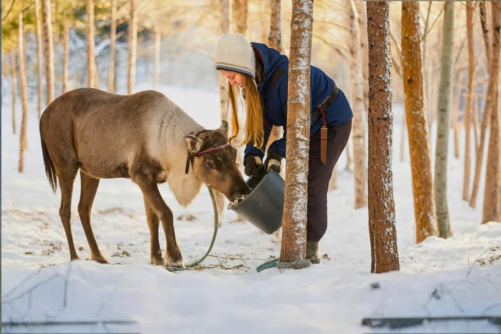 Reindeer Safari at a 200-Year-Old Farm & Long Sled Ride - Who This Tour Fits Best (and When to Pass)