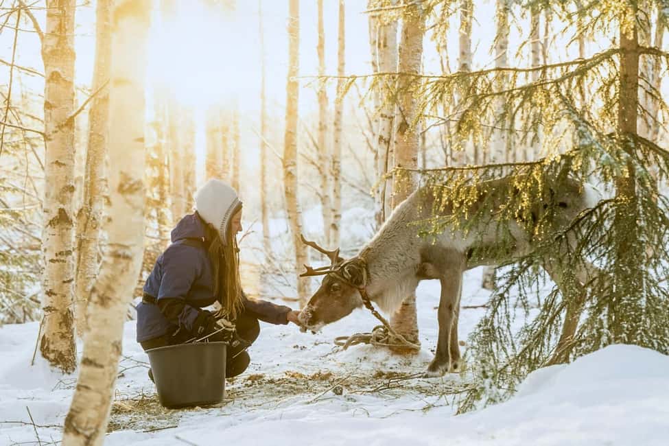 Reindeer Safari at a 200-Year-Old Farm & Long Sled Ride - Pickup, Winter Overalls, and the Cold You Should Actually Plan For