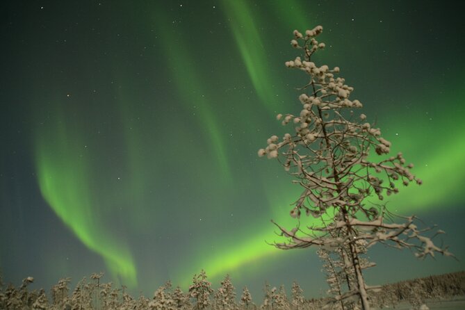 Reindeer Sleigh Ride Across the Night in Apukka Resort Rovaniemi - Price and value: what you’re really paying for at $223.57