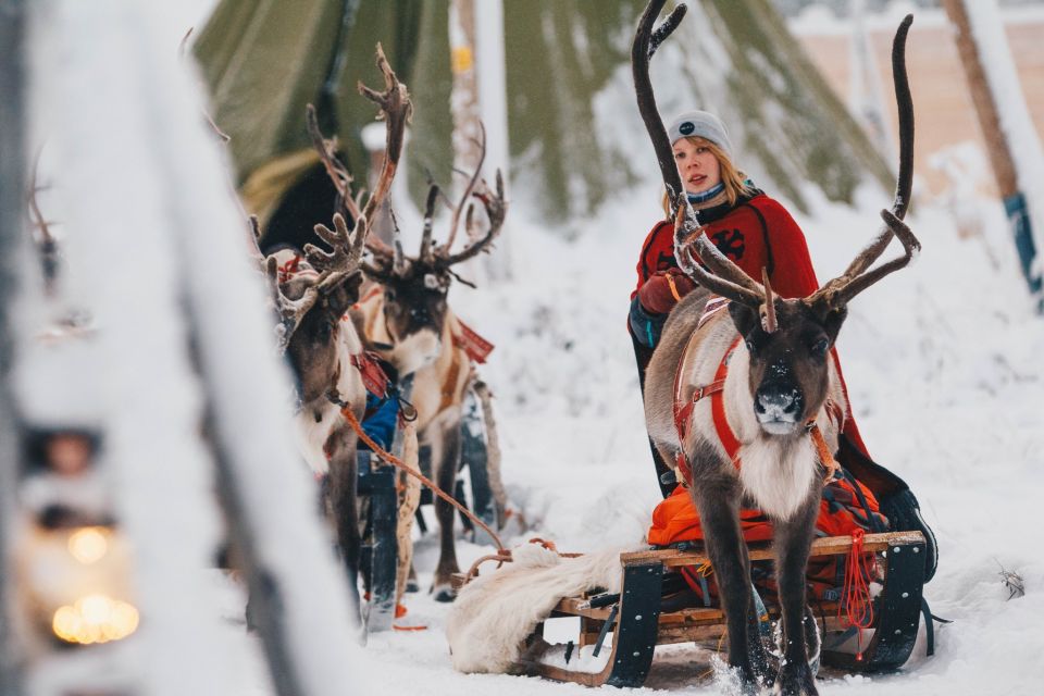 Rovaniemi: Apukka Reindeer Sleigh Ride at Night - A Night Reindeer Ride That Feels Like Lapland, Not a Theme Park