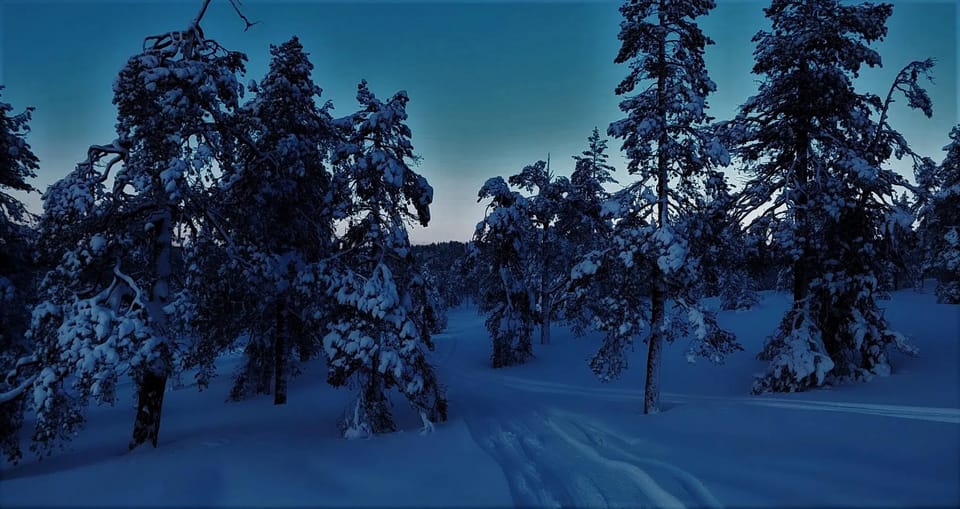 Rovaniemi: Aurora Hunting Tour in the Forest with Hot Drinks - Where this aurora hunt fits into Lapland reality