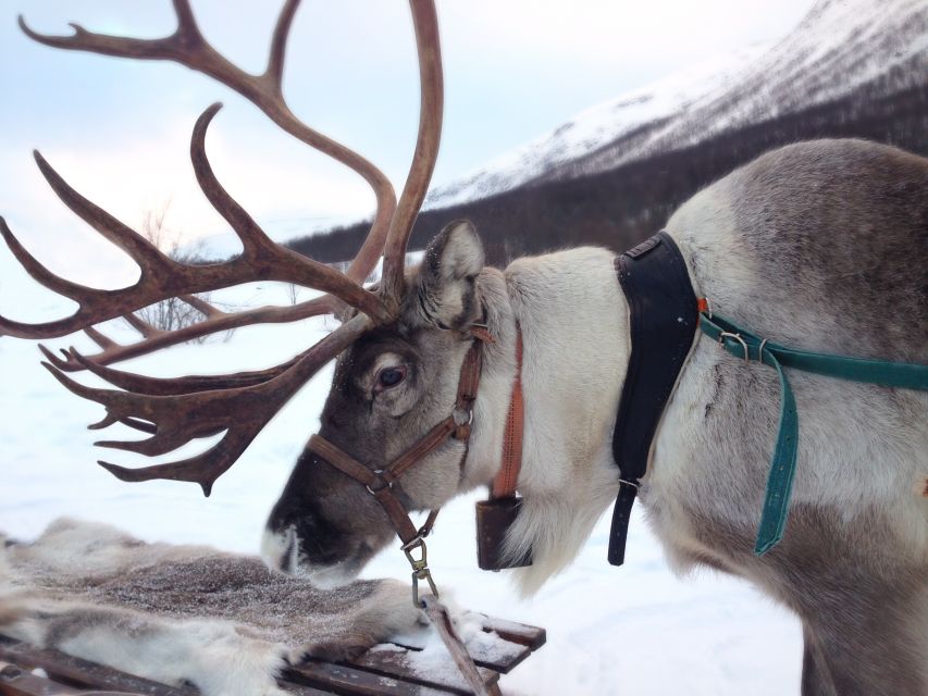 Rovaniemi: Authentic Reindeer Farm Visit & Short Sleigh Ride - Feeding reindeer up close: your best chance to slow down