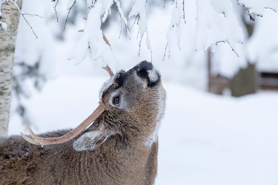Rovaniemi: Day at Ranua Wildlife Park Arctic Zoo - Key things that make this tour work