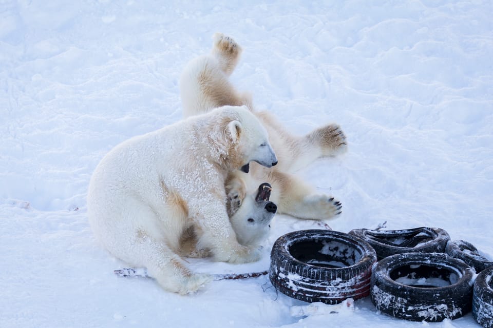Rovaniemi: Day at Ranua Wildlife Park Arctic Zoo - Fazer sweets factory stop: a bonus that depends on time