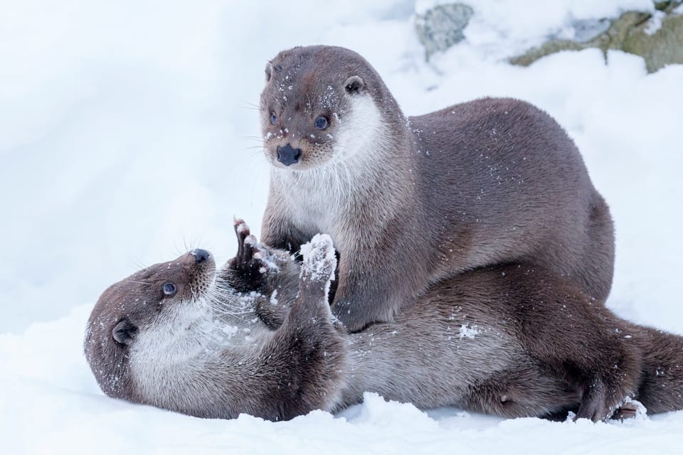 Rovaniemi: Day at Ranua Wildlife Park Arctic Zoo - Pickup, buses, and timing: the schedule that keeps the day on track
