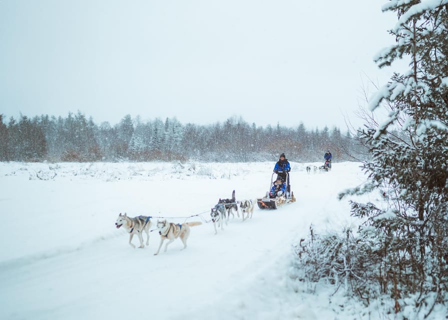 Rovaniemi: Early Winter Husky Sled Ride - Driving a 3-km Husky Safari: What You’ll Do Out on the Trail