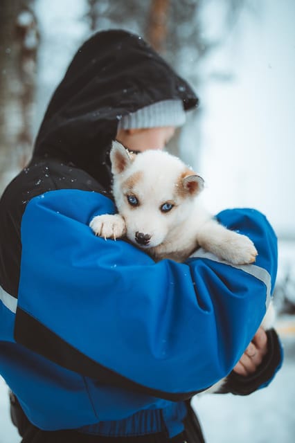 Rovaniemi: Early Winter Husky Sled Ride - Early-Winter Snow Trails: Stored Snow, Real Movement