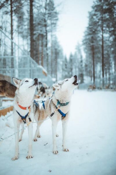 Rovaniemi: Early Winter Husky Sled Ride - Husky Petting and the Stories That Give Meaning to the Motion