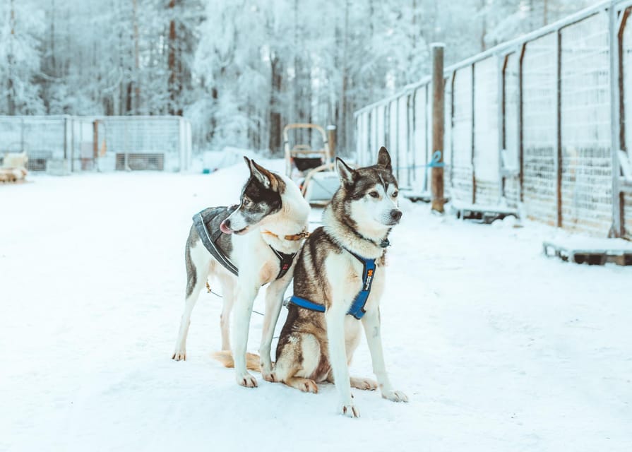 Rovaniemi: Early Winter Husky Sled Ride - Getting Warm: Included Gear and a Hot Drink That Actually Helps
