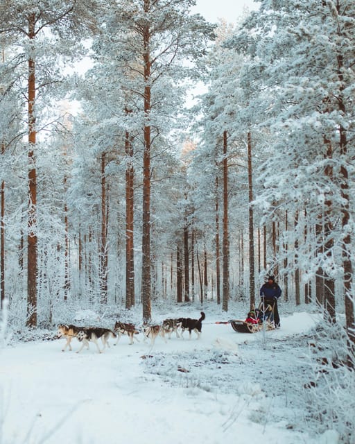Rovaniemi: Early Winter Husky Sled Ride - Transfers and Timing: How Pick-Up Can Make or Break Your Experience