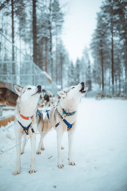 Rovaniemi: Early Winter Husky Sled Ride - Husky Petting and the Stories That Give Meaning to the Motion
