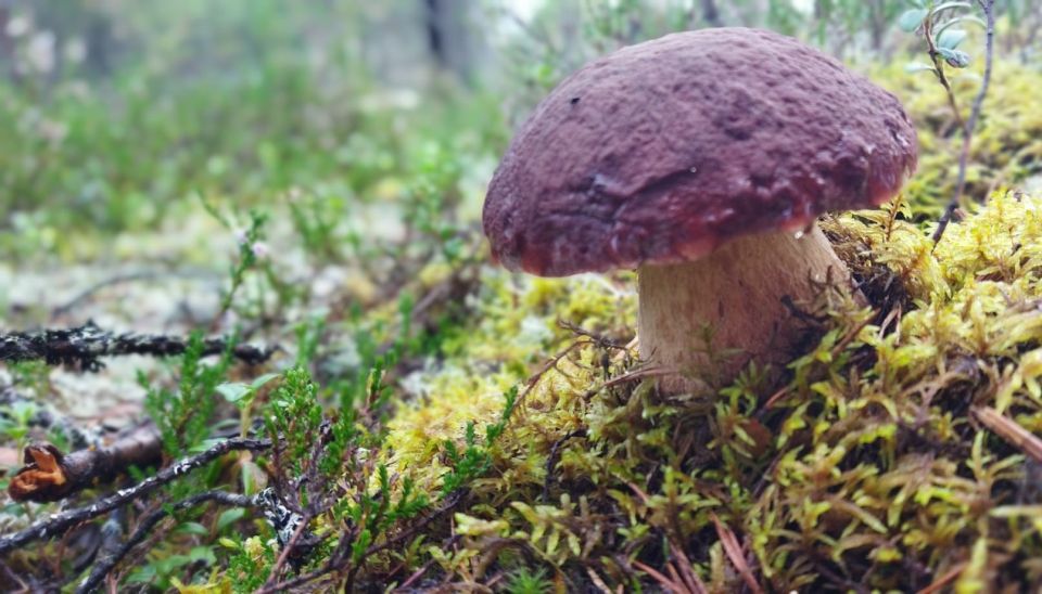 Rovaniemi forest foraging adventure: Pick, Prepare, Savor - From Rovaniemi Pickup to Tahtamankuja Woods