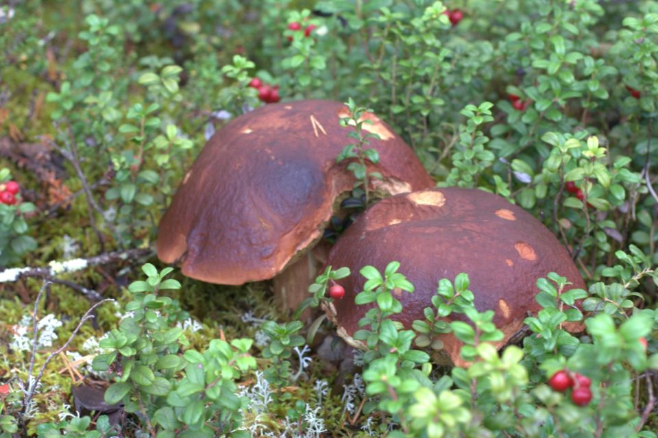 Rovaniemi forest foraging adventure: Pick, Prepare, Savor - Mushroom Hunting with Real Safety Checks