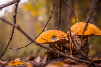 Rovaniemi forest foraging adventure: Pick, Prepare, Savor - Picking Berries: Taste-Test Learning in the Forest