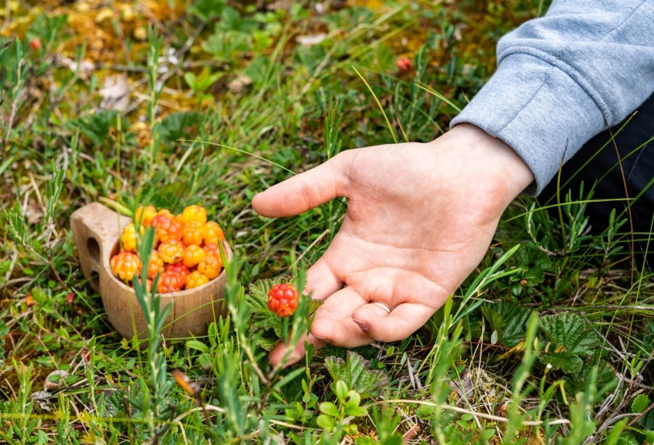 Rovaniemi forest foraging adventure: Pick, Prepare, Savor - Price and Value: What $135 Buys You in 3 Hours