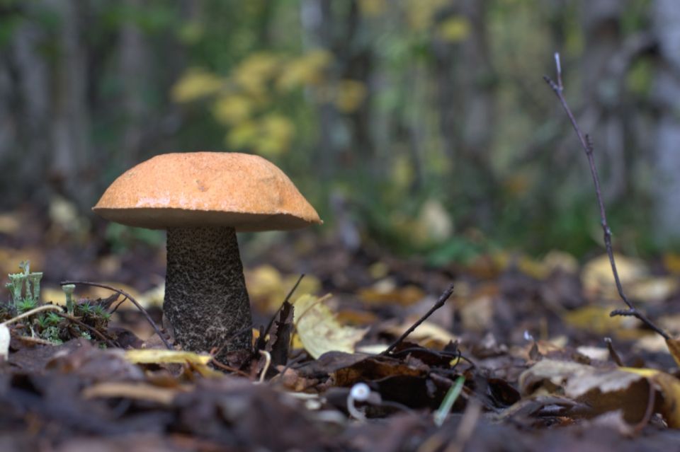 Rovaniemi forest foraging adventure: Pick, Prepare, Savor - Who This Tour Fits Best (And Who Might Want Something Else)