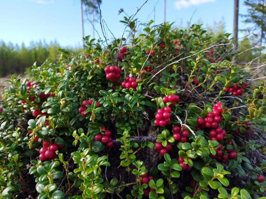 Rovaniemi forest foraging adventure: Pick, Prepare, Savor - Choosing to Book: My Decision Guide
