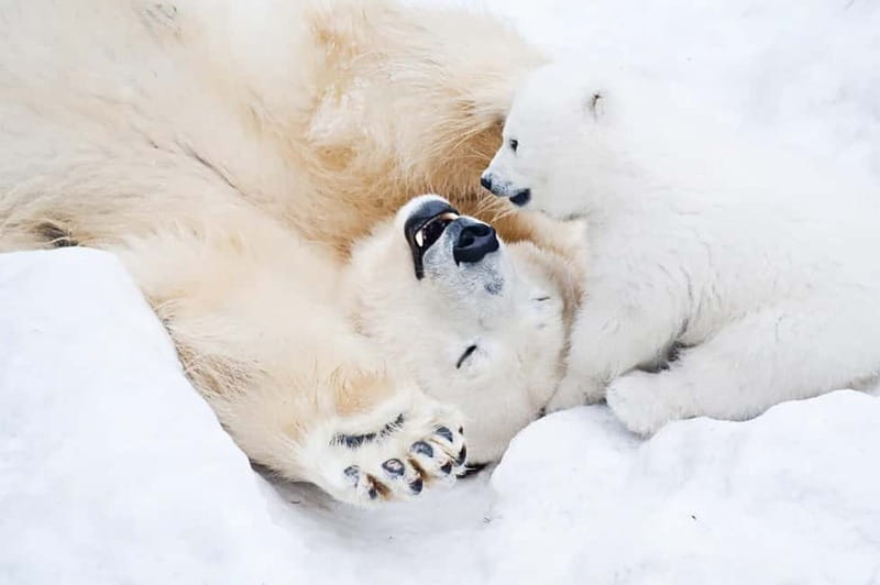 Rovaniemi: Full-Day Highlights Tour with Buffet Lunch - A 6-Hour Rovaniemi Highlights Tour That Packs the Arctic Story