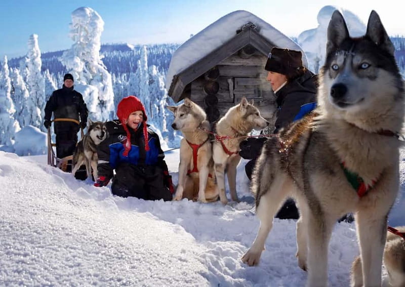 Rovaniemi: Full-Day Highlights Tour with Buffet Lunch - Should You Book This Rovaniemi Full-Day Highlights Tour?