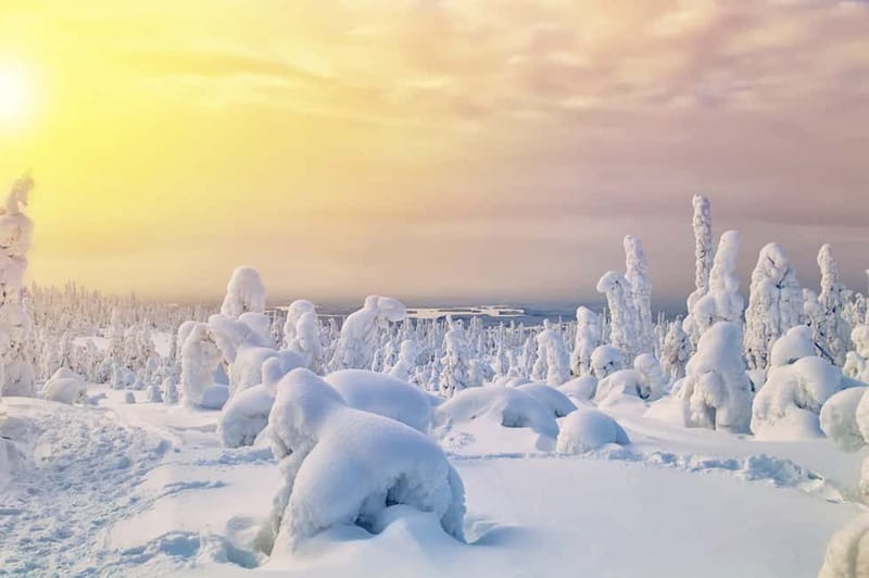 Rovaniemi: Full-Day Highlights Tour with Buffet Lunch - Arktikum Museum: Animals, Sami Culture, and Northern Lights Info