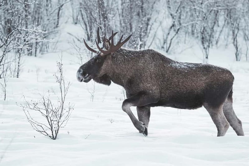 Rovaniemi: Full-Day Highlights Tour with Buffet Lunch - Price and Logistics: Does $294 Offer Value?