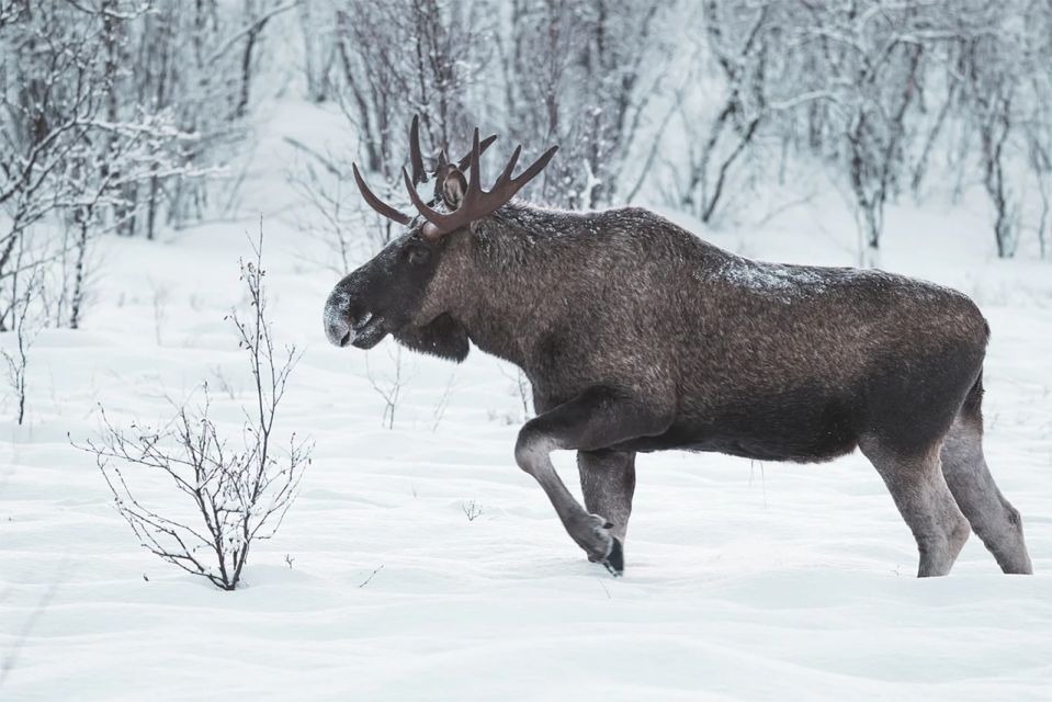 Rovaniemi: Full-Day Highlights Tour with Buffet Lunch - Who This Tour Fits Best (and Who Should Skip It)