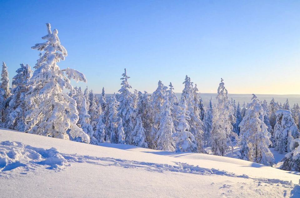 Rovaniemi: Guided Wilderness Snowmobile Ride - Small-Group Lapland: Why Max 8 People Keeps the Ride Fun