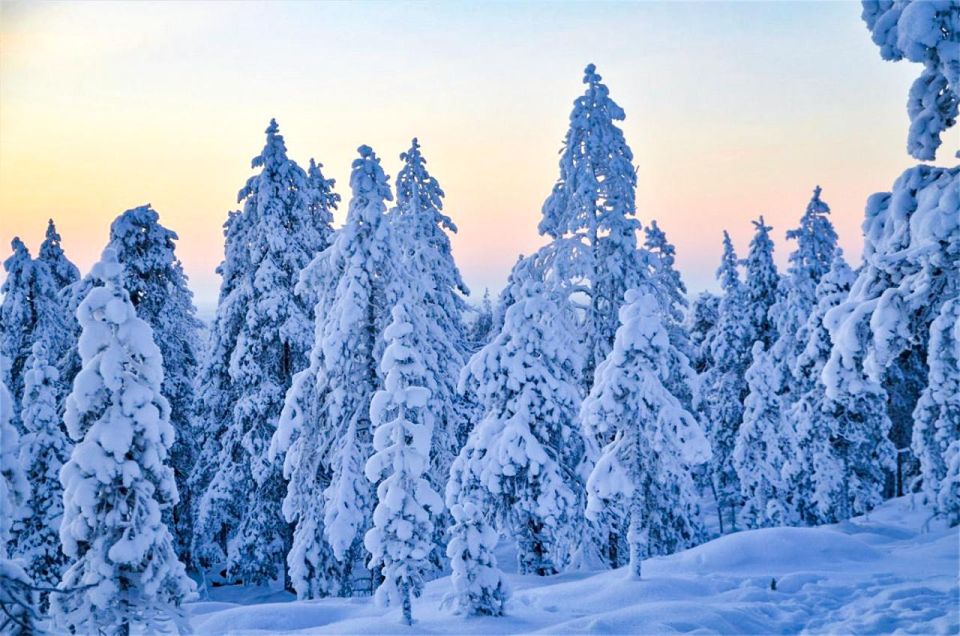 Rovaniemi: Guided Wilderness Snowmobile Ride - Safety Briefing That Actually Gets You Ready to Ride