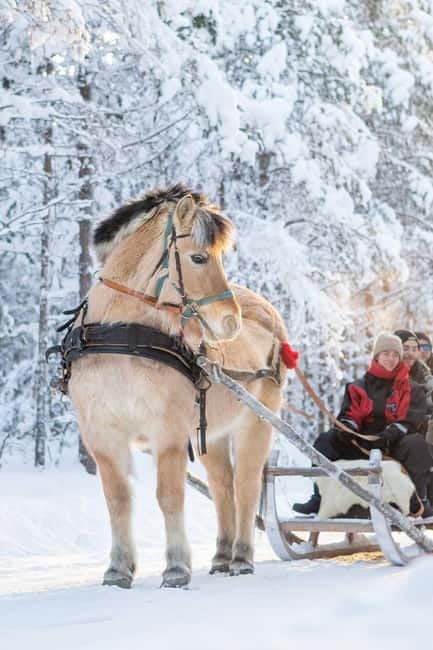 Rovaniemi: Horse Sleigh Ride under the Night Sky - Key Highlights You’ll Actually Care About