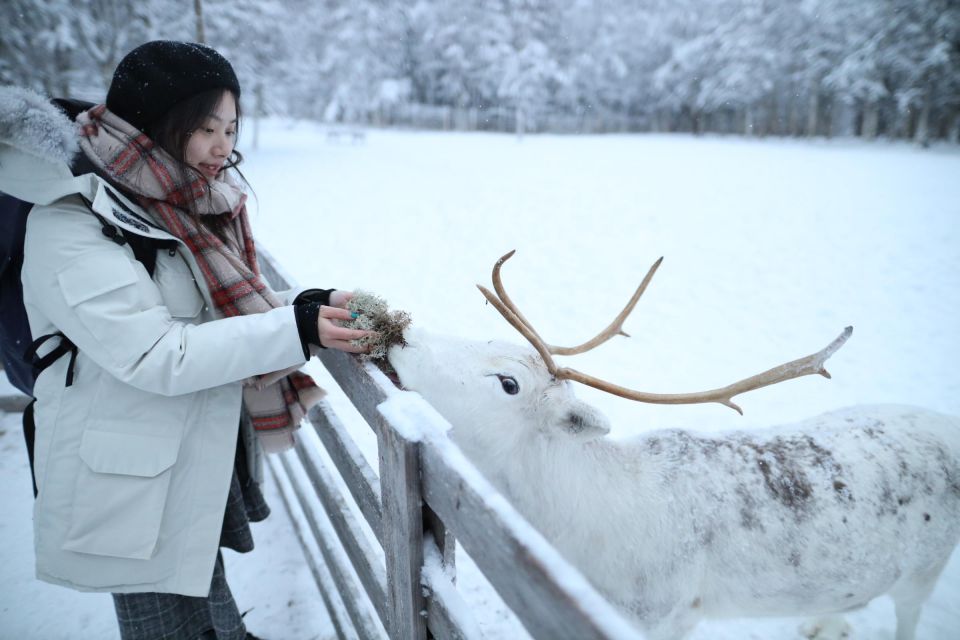 Rovaniemi: Husky and reindeer farm visit with sleigh rides - Key Things to Know Before You Go