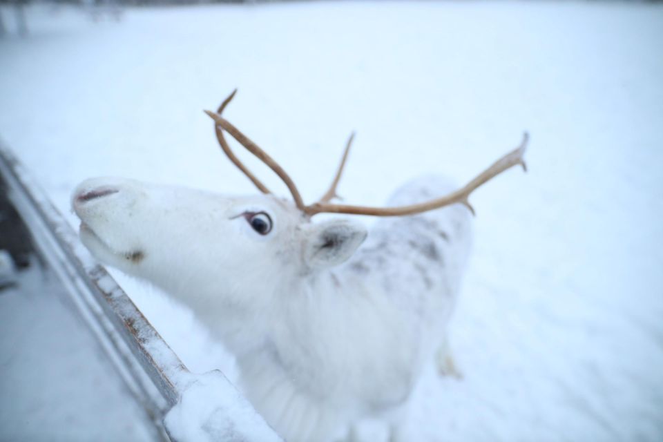 Rovaniemi: Husky and reindeer farm visit with sleigh rides - Reindeer Farm: Feeding Gentle Giants and Riding 400 m
