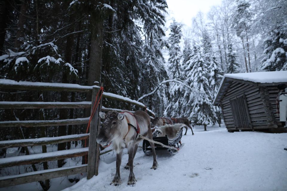 Rovaniemi: Husky and reindeer farm visit with sleigh rides - Price and Value: What $212 Buys You (and When It Changes)