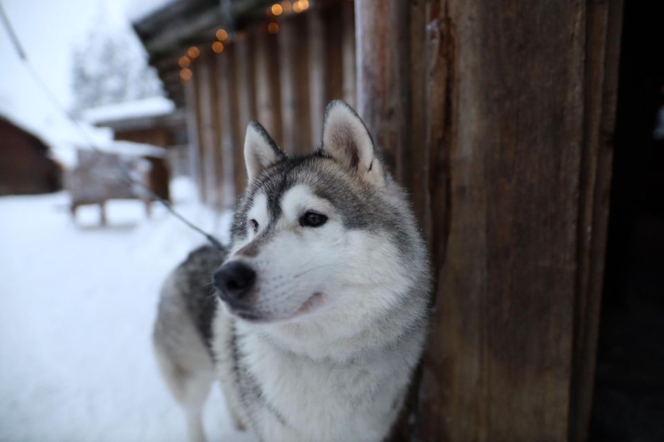 Rovaniemi: Husky and reindeer farm visit with sleigh rides - Who This Tour Fits Best (and Who Should Rethink It)