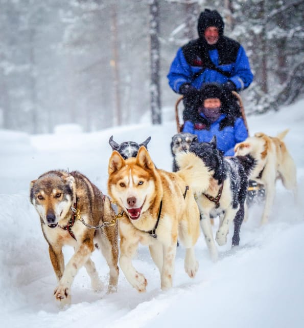 Rovaniemi: Husky and Reindeer farm with sleigh ride - The best part: cuddle time, photos, and a hot drink reset