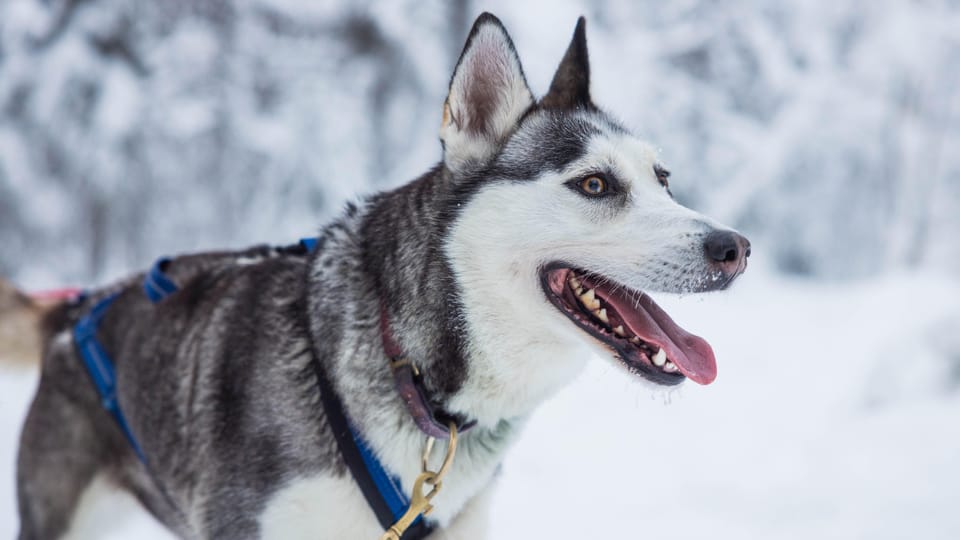 Rovaniemi: Husky Farm Visit with a Sledge Ride - Who Should Book This Husky Farm Visit