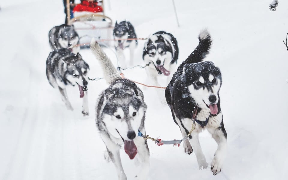 Rovaniemi: Husky Sled Ride and Farm Visit - Price and Value: Is $117 Worth It?