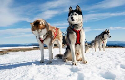 Rovaniemi: Husky Sled Ride with Hotel Transfer - The Husky Farm Welcome: Safety Briefing and Close-Up Dog Time