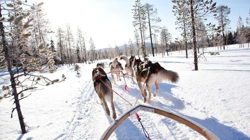 Rovaniemi: Husky Sled Ride with Hotel Transfer - Price and Value: Is $125 Worth It?