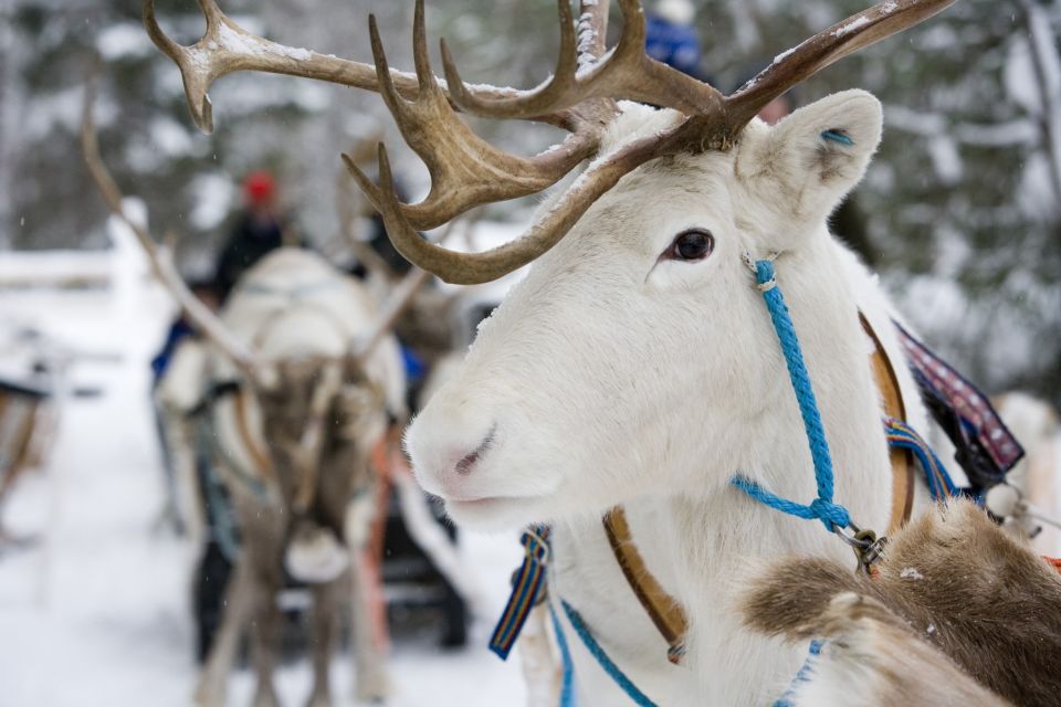 Rovaniemi: Meet Santa Claus, Reindeer Sleigh Ride & Huskies - Husky safari energy: 500 meters in the Arctic forest