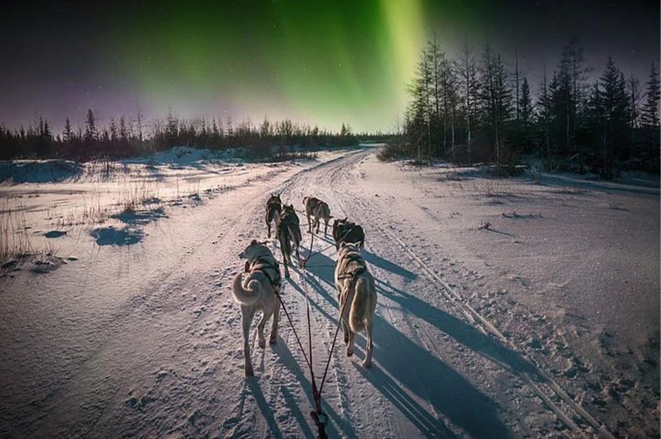 Rovaniemi: Northern Lights and Husky Sleigh Ride - The warm-up moments: hot blueberry juice, fire stops, and comfort checks