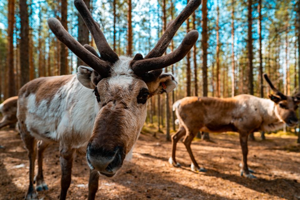 Rovaniemi: Quad Bike Safari, Reindeer & Husky Farm Visit - Where This Rovaniemi Safari Fits in Your Lapland Day