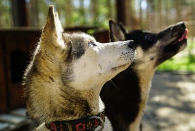 Rovaniemi: Quad Bike Safari, Reindeer & Husky Farm Visit - Pickup at Nordic Unique Travels (Make It Easy on Yourself)