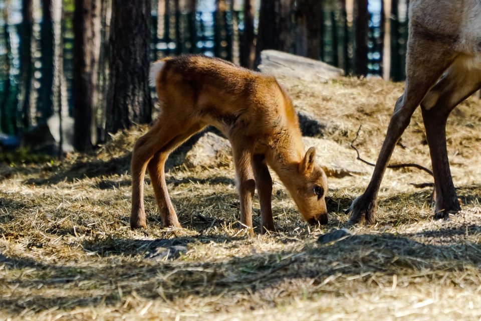 Rovaniemi: Quad Bike Safari, Reindeer & Husky Farm Visit - ATV Training: Safety First, Then You’re Riding