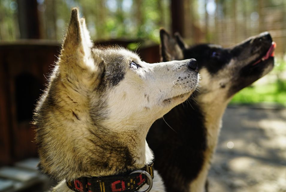 Rovaniemi: Quad Bike Safari, Reindeer & Husky Farm Visit - Pickup at Nordic Unique Travels (Make It Easy on Yourself)