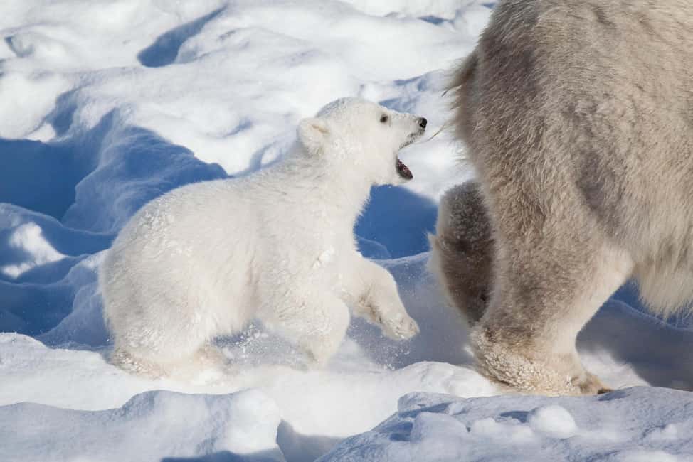 Rovaniemi: Ranua Wildlife Park Private Day Trip - Key takeaways before you go