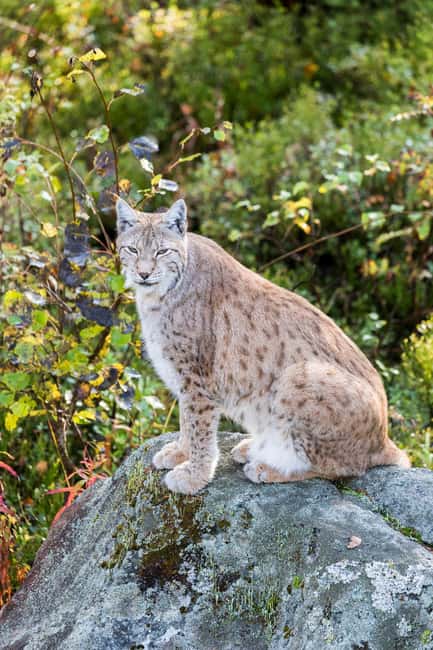 Rovaniemi: Ranua Wildlife Park Private Day Trip - Private pickup from Rovaniemi: the easiest way into Ranua