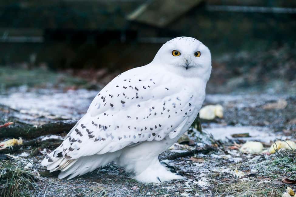 Rovaniemi: Ranua Wildlife Park Private Day Trip - Polar bears, reindeer, otters, and Arctic foxes: what the highlight really means