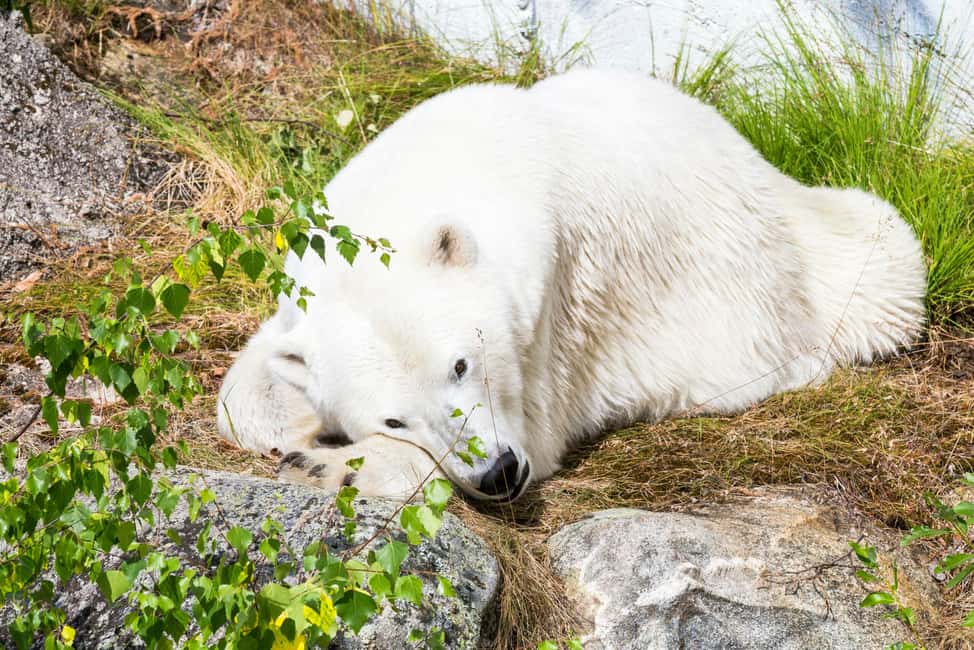 Rovaniemi: Ranua Wildlife Park Private Day Trip - A guide like Jesse: stories that turn animals into a lesson